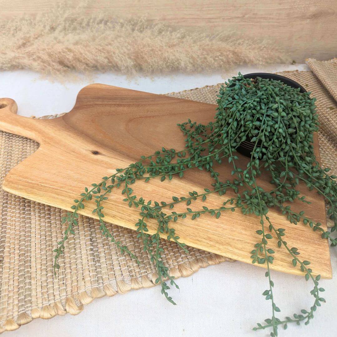 Live Edge Charcuterie Board - Large - Solange & Frances