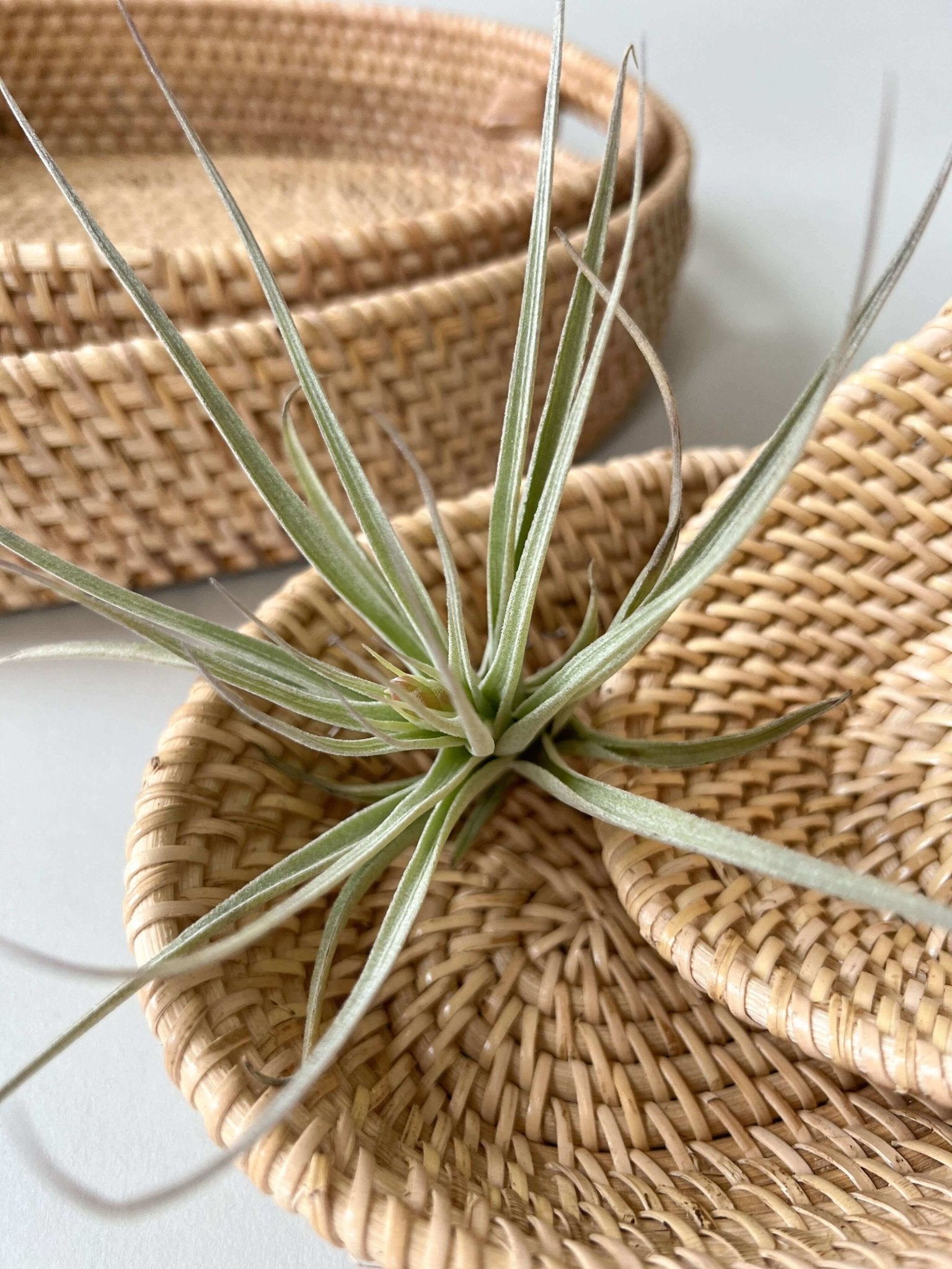 Rattan Oval Stacking Baskets - Set of 2 - Solange & Frances