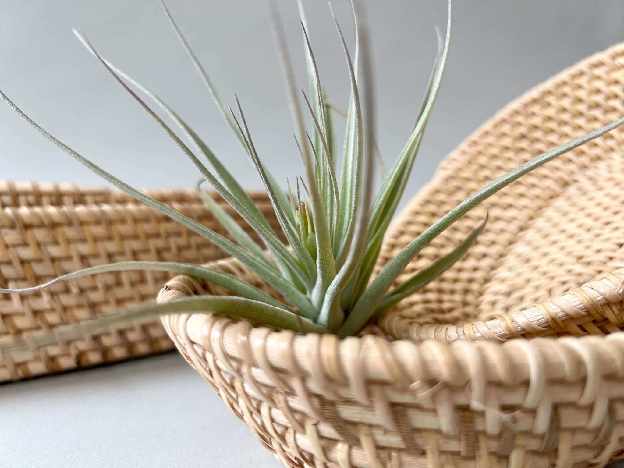 Rattan Oval Stacking Baskets - Set of 2 - Solange & Frances